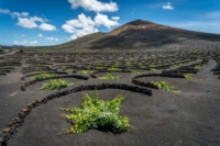 En La Geria se cultivan los mejores vinos de Canarias