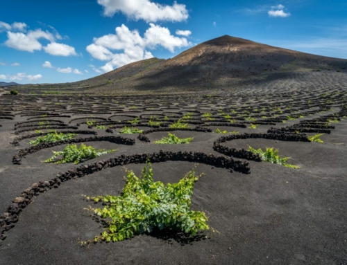 Vins de l'île de Lanzarote : un joyau viticole à La Geria