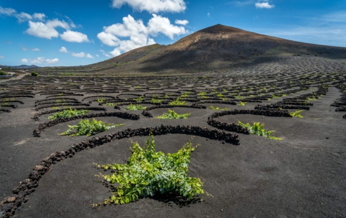 The best wines of the Canary Islands are grown in La Geria.